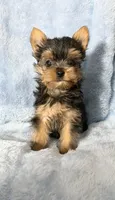 B#2, a male Yorkshire Terrier for sale in Fontana, CA – 1 of 3