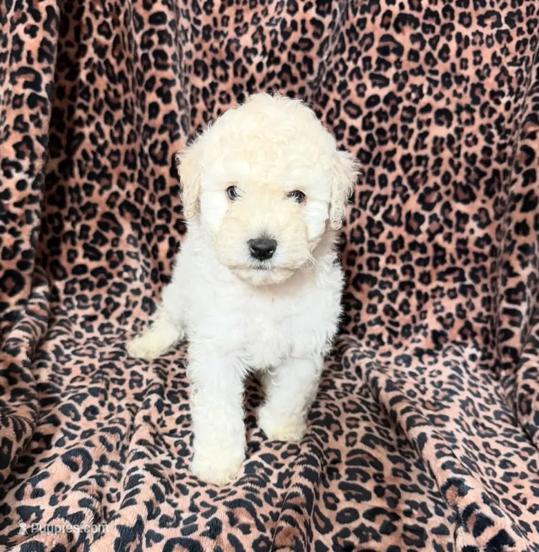 #2 – Poodle - Miniature  puppy for sale in Fontana, CA