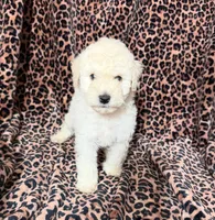 #2, a male Poodle - Miniature  for sale in Fontana, CA – 1 of 3