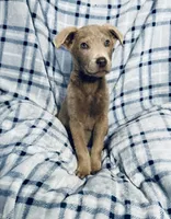 Silver , a male Labrador Retriever for sale in Fontana, CA – Photo 2 of 2