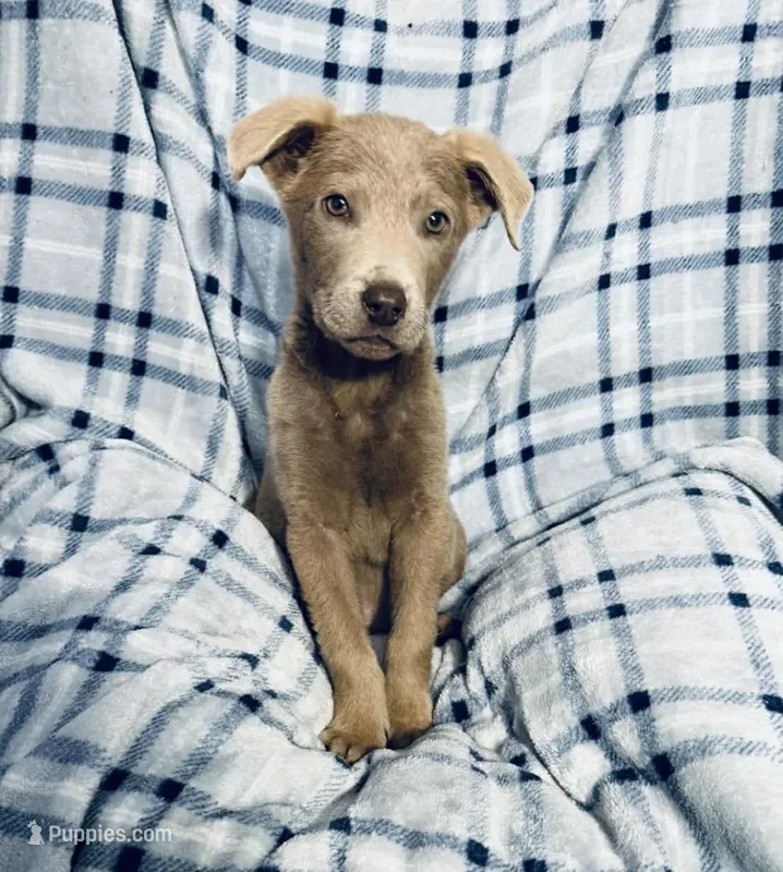 Silver , a male Labrador Retriever for sale in Fontana, CA – Photo 1 of 2