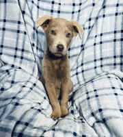 Silver , a male Labrador Retriever for sale in Fontana, CA – Photo 1 of 2