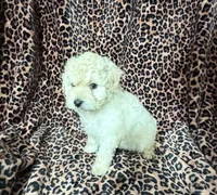 #1 , a male Poodle - Miniature  for sale in Fontana, CA – 2 of 3