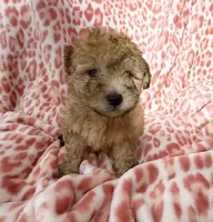 Goldie #4, a male Goldendoodle for sale in Fontana, CA – 3 of 3
