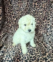 #1 , a male Poodle - Miniature  for sale in Fontana, CA – 3 of 3