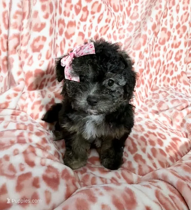 Goldie #3 – Goldendoodle puppy for sale in Fontana, CA