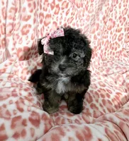 Goldie #3, a female Goldendoodle for sale in Fontana, CA – 1 of 2
