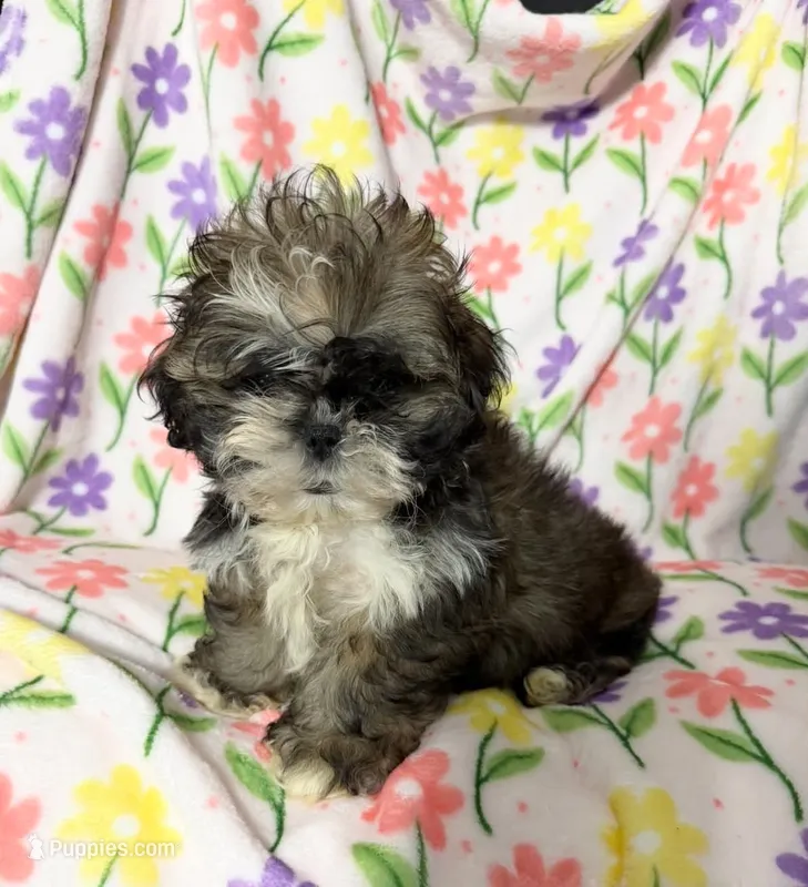 #8 – Shih Tzu puppy for sale in Fontana, CA