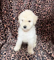 #2, a male Poodle - Miniature  for sale in Fontana, CA – 2 of 3
