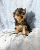 B#2, a male Yorkshire Terrier for sale in Fontana, CA – 3 of 3