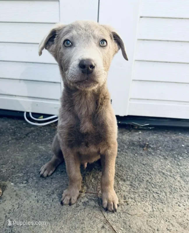 Silver  – Labrador Retriever puppy for sale in Fontana, CA