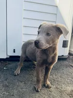 Silver , a male Labrador Retriever for sale in Fontana, CA – Photo 2 of 2