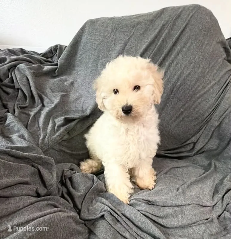 Mini – Poodle - Miniature  puppy for sale in Fontana, CA