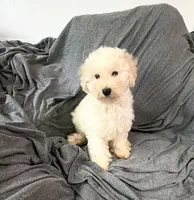 Mini, a male Poodle - Miniature  for sale in Fontana, CA – 1 of 3