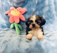 #4, a female Shih Tzu for sale in Fontana, CA – 1 of 1