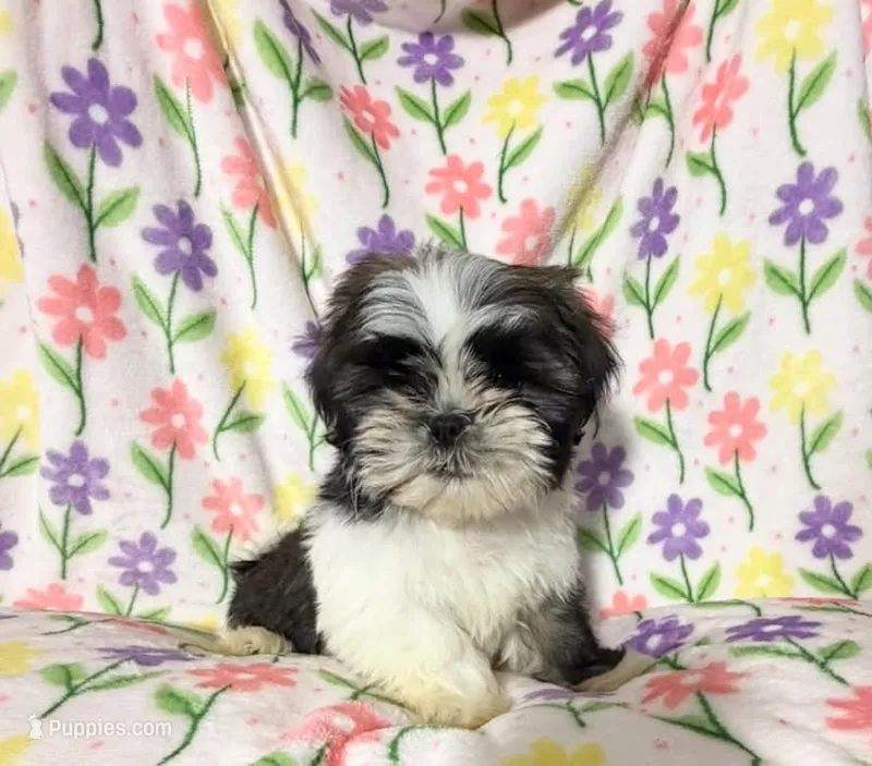 #7 – Shih Tzu puppy for sale in Fontana, CA