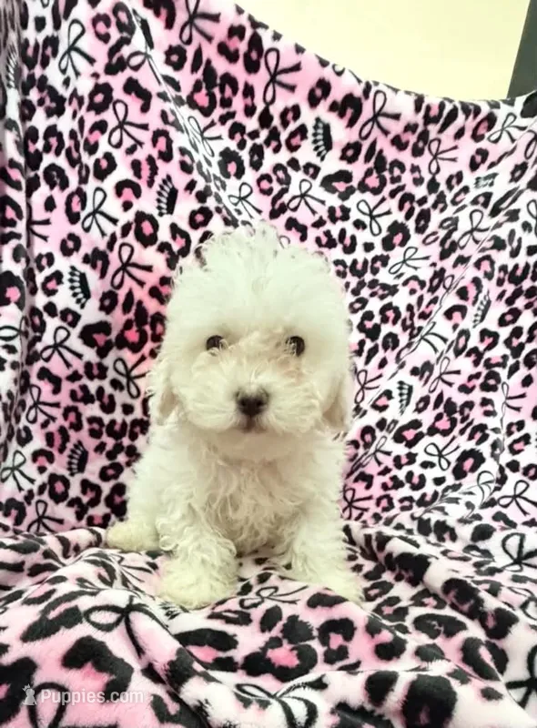 #1 – Poodle - Toy  puppy for sale in Fontana, CA