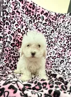 #1, a female Poodle - Toy  for sale in Fontana, CA – 1 of 3