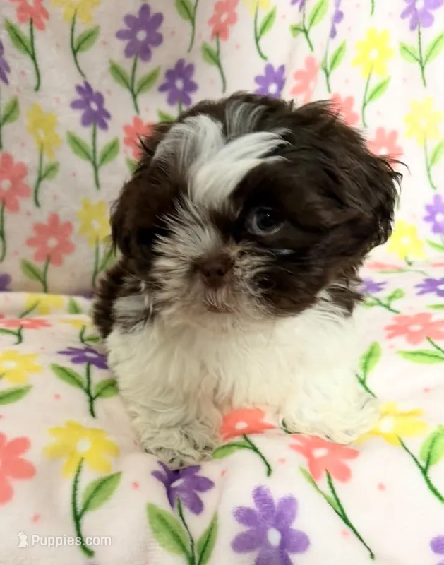 #2 – Shih Tzu puppy for sale in Fontana, CA