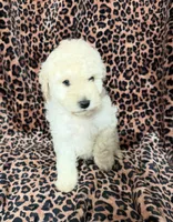 #2, a male Poodle - Miniature  for sale in Fontana, CA – 3 of 3