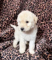 #3, a male Poodle - Miniature  for sale in Fontana, CA – 3 of 3
