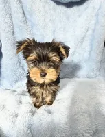 B#1, a male Yorkshire Terrier for sale in Fontana, CA – 3 of 3