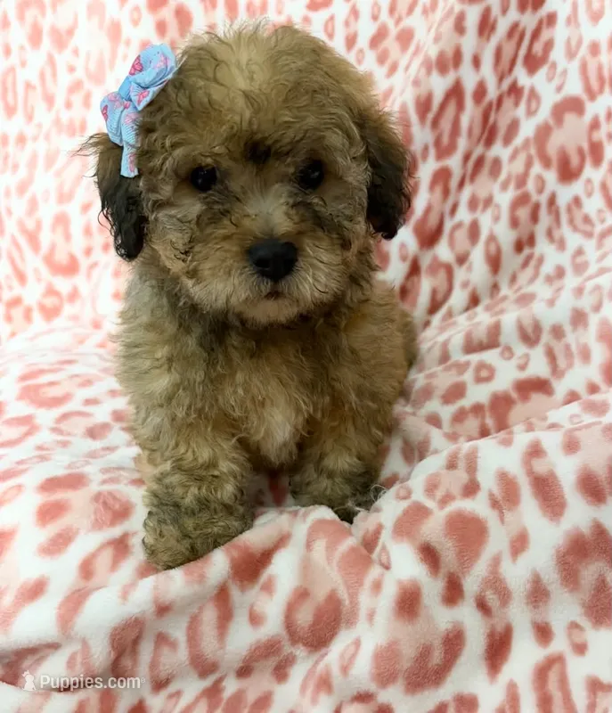 Goldie#1 – Goldendoodle puppy for sale in Fontana, CA