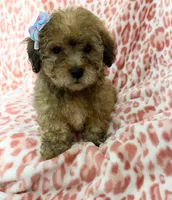Goldie#1, a female Goldendoodle for sale in Fontana, CA – 1 of 3