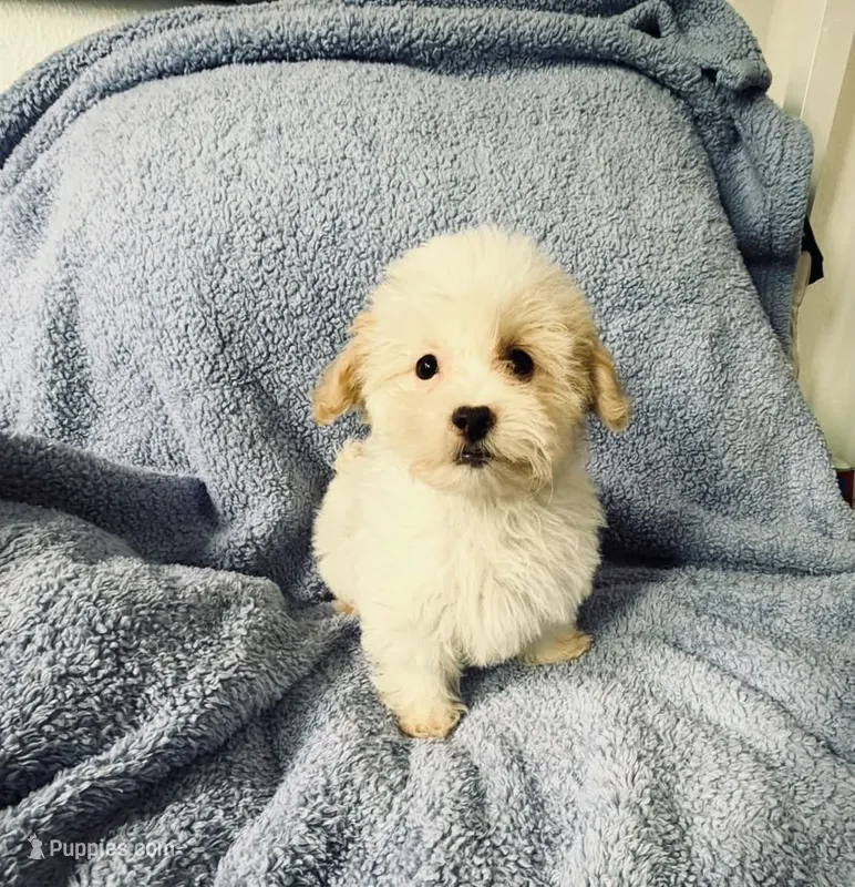 Malti – Maltipoo puppy for sale in Fontana, CA