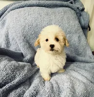 Malti, a male Maltipoo for sale in Fontana, CA – 1 of 3