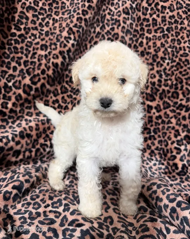 #3 – Poodle - Miniature  puppy for sale in Fontana, CA