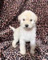 #3, a male Poodle - Miniature  for sale in Fontana, CA – 1 of 3