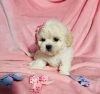 #3, a female Poodle - Toy  for sale in Fontana, CA – Photo 2 of 3