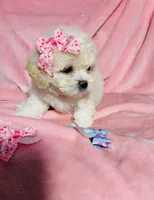 #3, a female Poodle - Toy  for sale in Fontana, CA – Photo 3 of 3