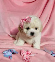 #3, a female Poodle - Toy  for sale in Fontana, CA – Photo 1 of 3