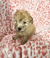Goldie #4, a male Goldendoodle for sale in Fontana, CA – 2 of 3