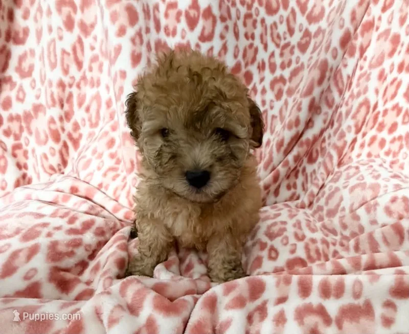 Goldie #4 – Goldendoodle puppy for sale in Fontana, CA