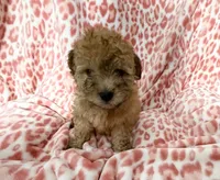 Goldie #4, a male Goldendoodle for sale in Fontana, CA – 1 of 3