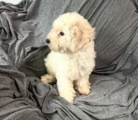 Mini, a male Poodle - Miniature  for sale in Fontana, CA – 3 of 3