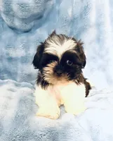 #8, a male Shih Tzu for sale in Fontana, CA – 1 of 1
