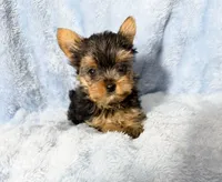 B#2, a male Yorkshire Terrier for sale in Fontana, CA – 2 of 3