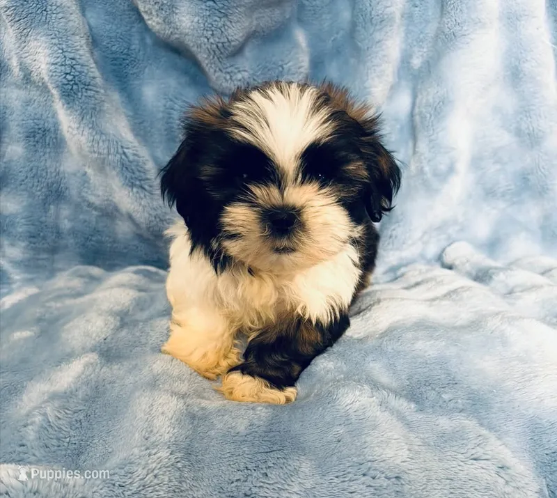 #3 – Shih Tzu puppy for sale in Fontana, CA