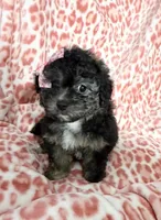 Goldie #3, a female Goldendoodle for sale in Fontana, CA – 2 of 2
