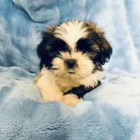 #3, a male Shih Tzu for sale in Fontana, CA – 2 of 3
