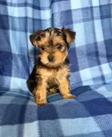 #1, a male Yorkshire Terrier for sale in Fontana, CA – 3 of 3