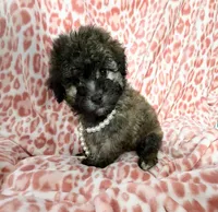 Goldie #2, a female Goldendoodle for sale in Fontana, CA – 3 of 3