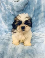 #5, a male Shih Tzu for sale in Fontana, CA – 1 of 1