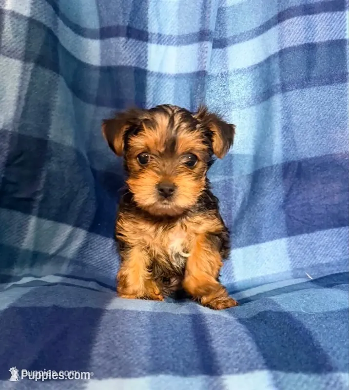 #1 – Yorkshire Terrier puppy for sale in Fontana, CA