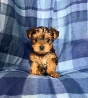 #1, a male Yorkshire Terrier for sale in Fontana, CA – 2 of 3