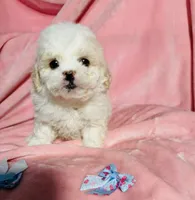 #2, a male Poodle - Toy  for sale in Fontana, CA – Photo 1 of 3